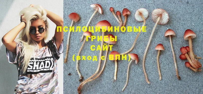 Галлюциногенные грибы Psilocybine cubensis  Балтийск 